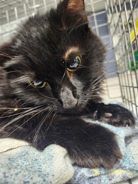 GALAXY - Domestic Short Hair available for adoption