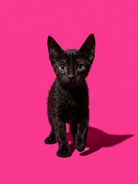 FRUIT LOOP Image