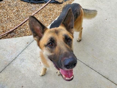 ATLAS - German Shepherd Dog for adoption in Jacksonville