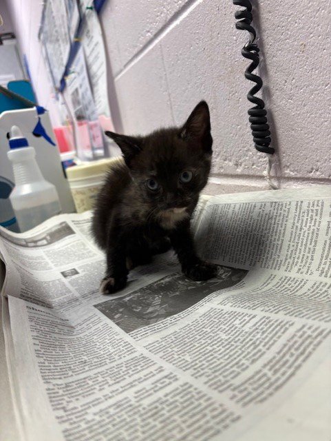 SIMONE - Domestic Short Hair available for adoption