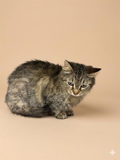 ROBERTA - Domestic Short Hair available for adoption