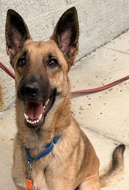 BRUCE - German Shepherd Dog available for adoption