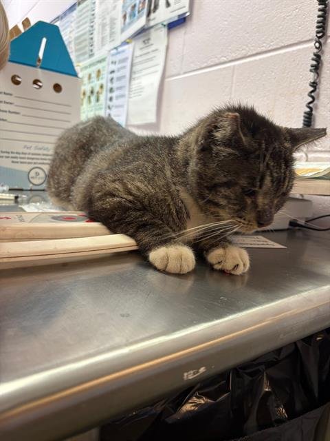 CAPTIN MAN - Domestic Short Hair available for adoption