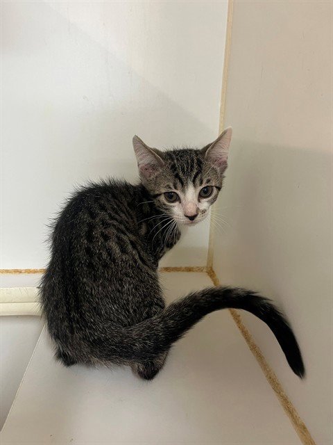 CASSIAN - Domestic Short Hair available for adoption