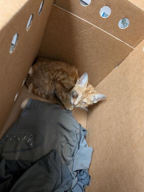 CYCLOPS - Domestic Short Hair available for adoption