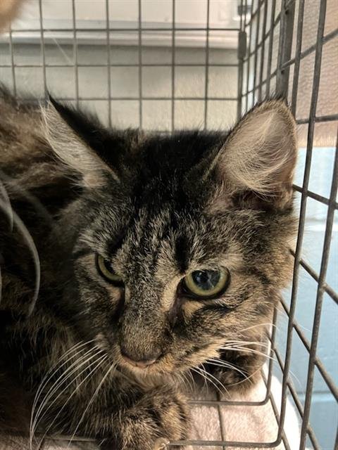 CIRCE - Domestic Short Hair for adoption in Jacksonville