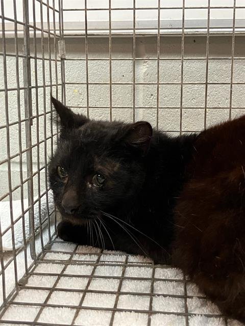 BLUEBERRY - Domestic Short Hair for adoption in Jacksonville