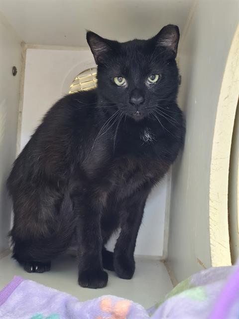 BLUEBERRY - Domestic Short Hair for adoption in Jacksonville