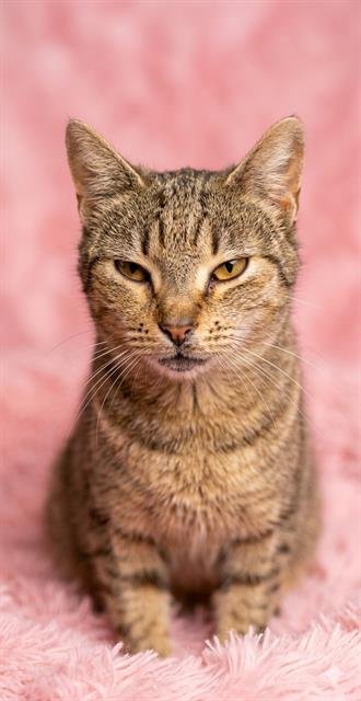 BUNNY - Domestic Short Hair for adoption in Jacksonville