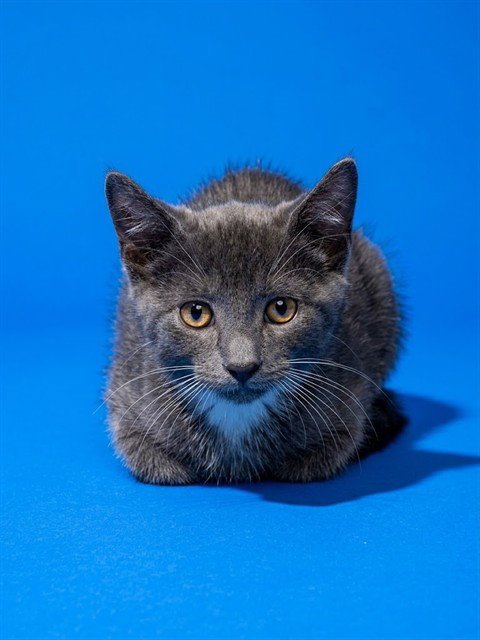 KEVIN Image