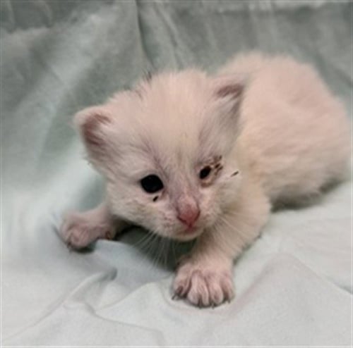 RIBEYE - Domestic Short Hair available for adoption