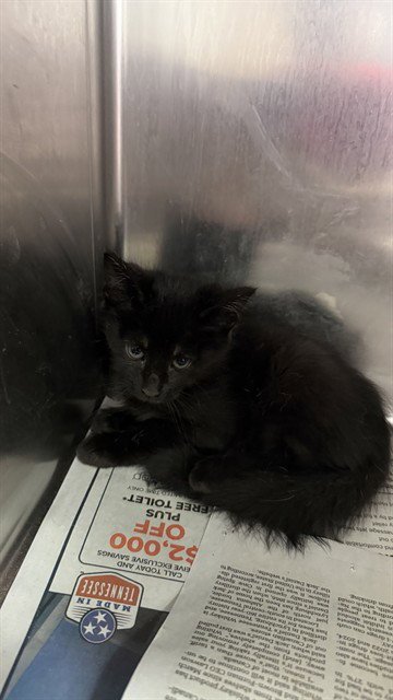 APPLE PIE - Domestic Short Hair available for adoption
