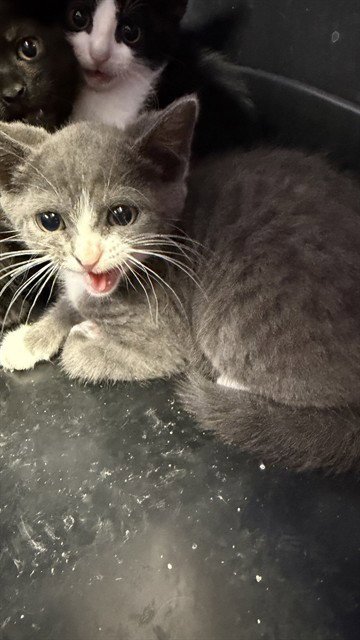 PIPER - Domestic Medium Hair available for adoption
