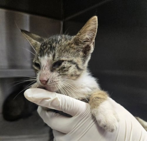 FUZZ - Domestic Short Hair available for adoption