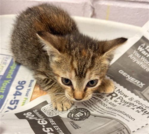 GEORGE - Domestic Short Hair available for adoption