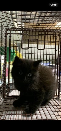 PEEP - Photo 1