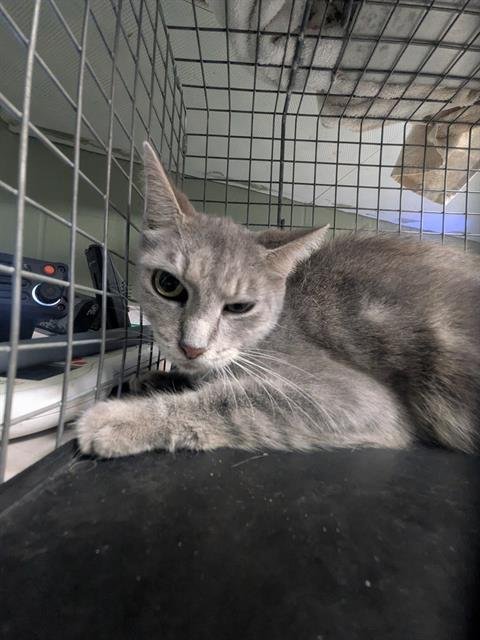 KIMMY - Domestic Short Hair available for adoption