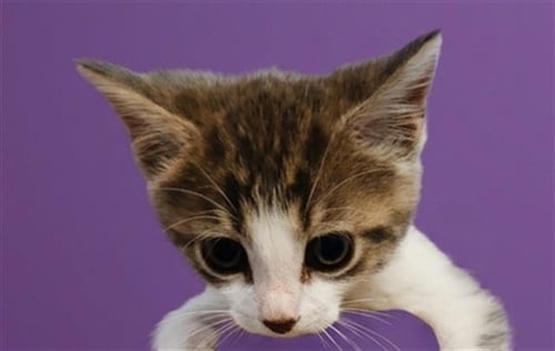 CATAPULT - Domestic Short Hair available for adoption