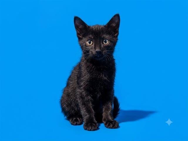 PIXIE Image