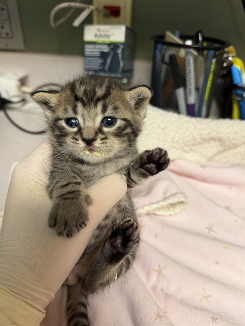 ENZO - Domestic Short Hair for adoption in Jacksonville
