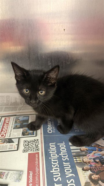 AOVCADO - Domestic Short Hair available for adoption