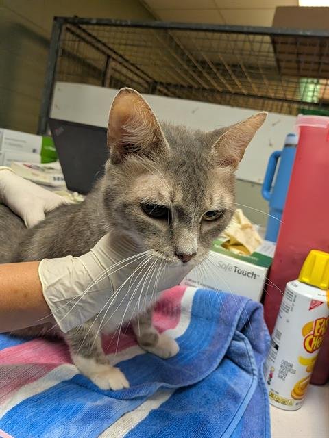 STARDUSTER - Domestic Short Hair for adoption in Jacksonville