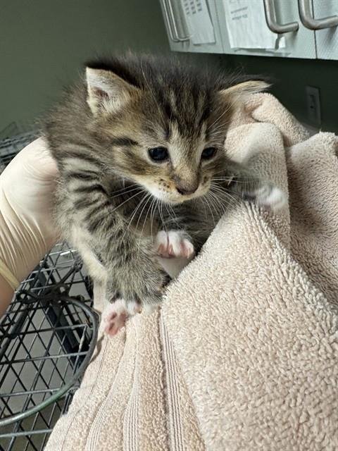 MIGUEL - Domestic Short Hair for adoption in Jacksonville