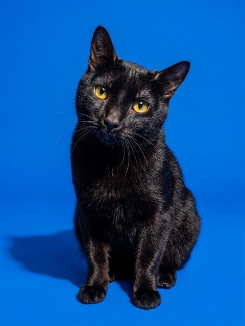 DR TEETH - Domestic Medium Hair available for adoption