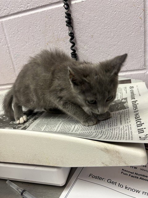 MUNCKIN - Domestic Short Hair available for adoption