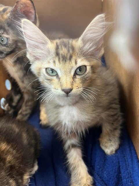TAZ - Domestic Short Hair for adoption in Jacksonville