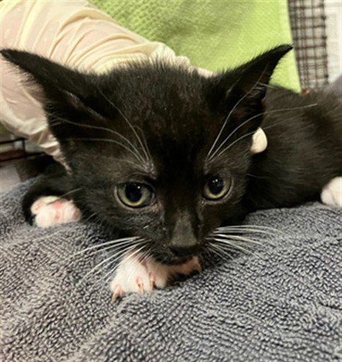 EVE - Domestic Short Hair available for adoption
