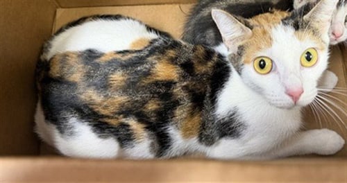 NYLA - Domestic Medium Hair available for adoption