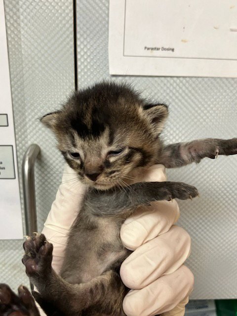 BORDEAUX - Domestic Short Hair available for adoption