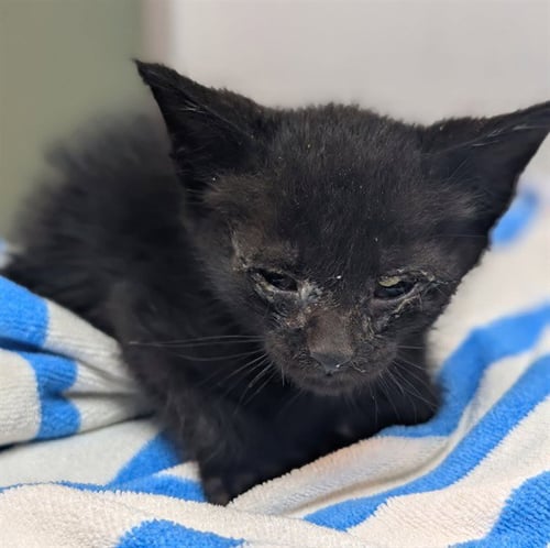 HERO - Domestic Short Hair for adoption in Jacksonville
