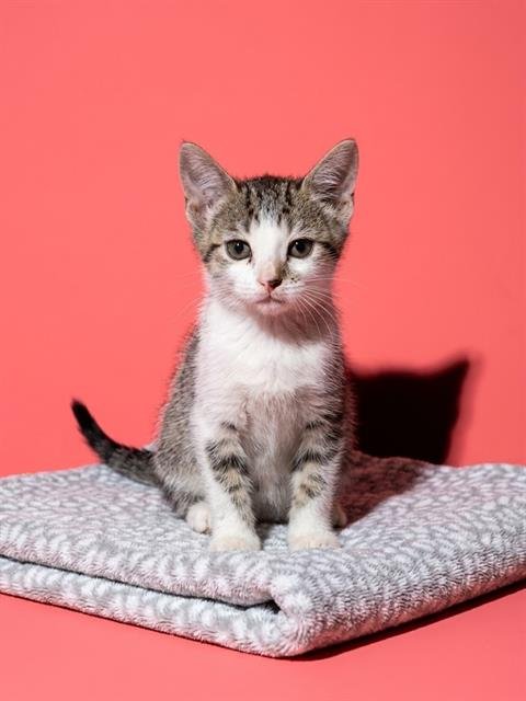 ENDIVE - Domestic Short Hair available for adoption