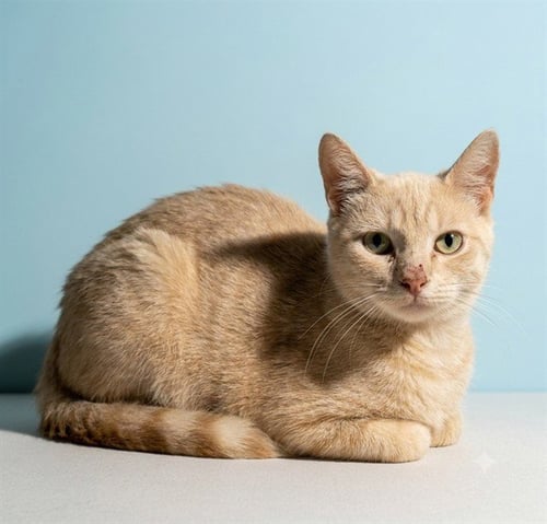 BRENDA - Domestic Short Hair available for adoption