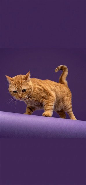 ORANGE CASSIDY - Domestic Short Hair available for adoption
