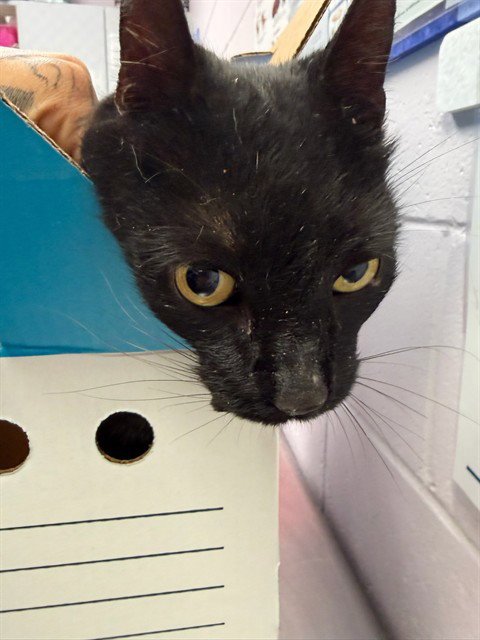 LOKI - Domestic Short Hair available for adoption