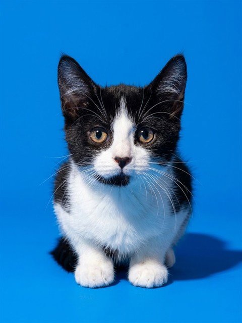 GOATIE - Domestic Medium Hair available for adoption