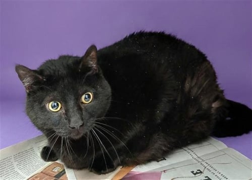 MOTO MOTO - Domestic Medium Hair for adoption in Jacksonville