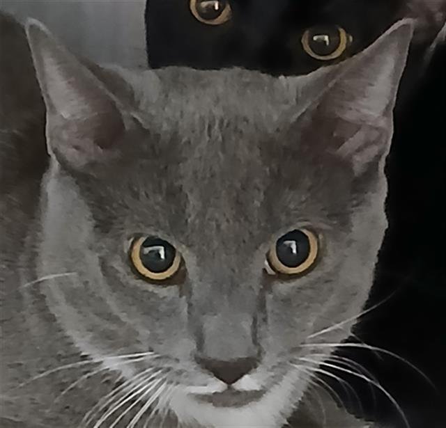 GREGORY - Domestic Short Hair available for adoption