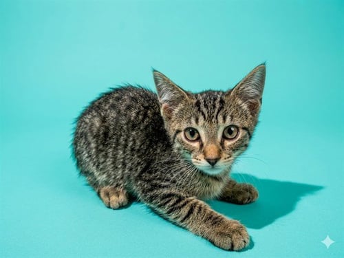 RON WEASLEY - Domestic Short Hair available for adoption