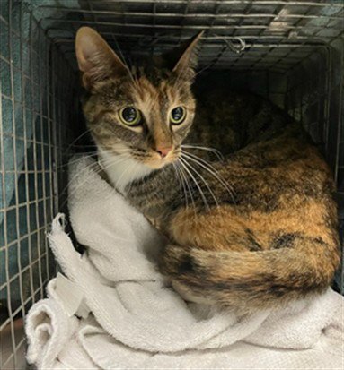 ELLIE - Domestic Short Hair available for adoption