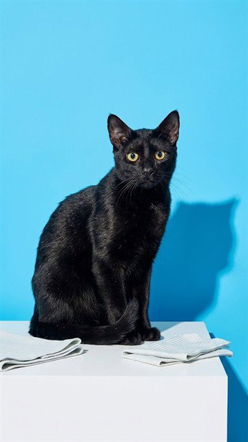 GORA - Domestic Medium Hair available for adoption