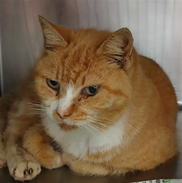 CAMEL - Domestic Short Hair available for adoption