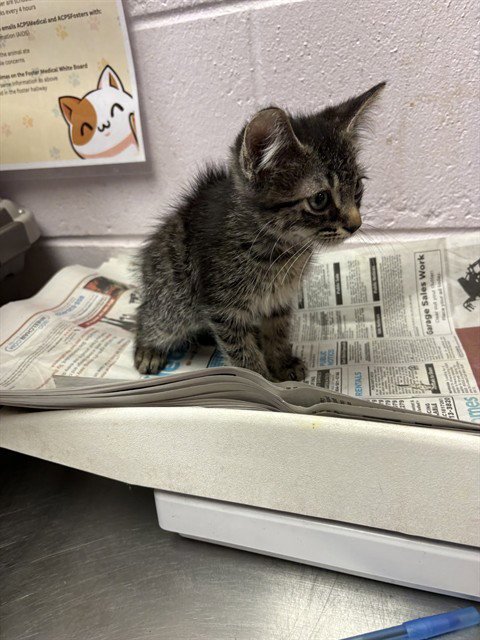 LANGOSTINO - Domestic Short Hair available for adoption