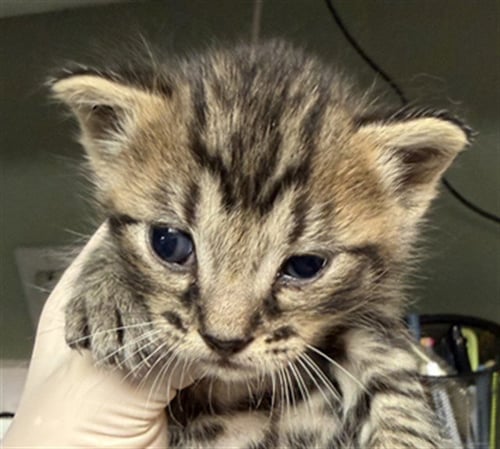 SOREN - Domestic Short Hair for adoption in Jacksonville