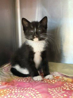 COLBY - Domestic Short Hair available for adoption