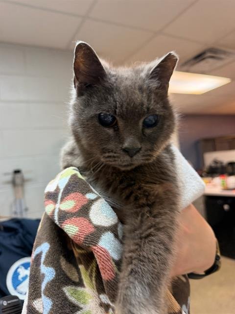CULLY - Domestic Short Hair for adoption in Jacksonville