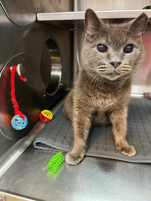 CULLY - Domestic Short Hair for adoption in Jacksonville